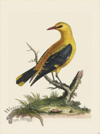 Edwards 185 Golden thrush